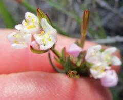 Lachnaea burchellii