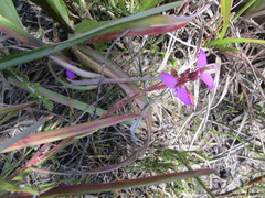Polygala triquetra