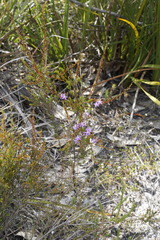 Calytrix leschenaultii