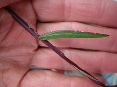 Polygala triquetra