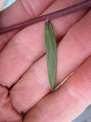 Polygala triquetra