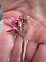 Polygala triquetra