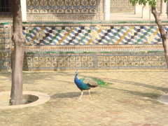Pavo cristatus