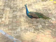 Pavo cristatus
