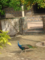 Pavo cristatus