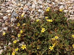 Oxalis corniculata repens