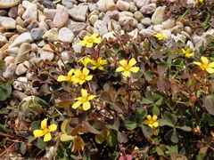 Oxalis corniculata repens