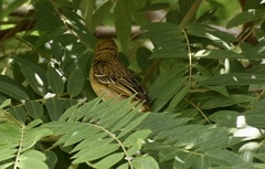 Ploceus cucullatus