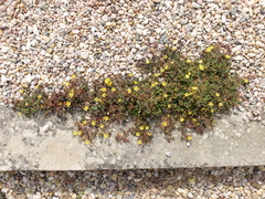 Oxalis corniculata repens