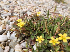 Oxalis corniculata repens