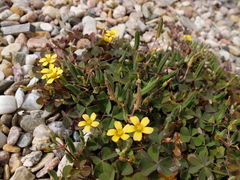 Oxalis corniculata repens