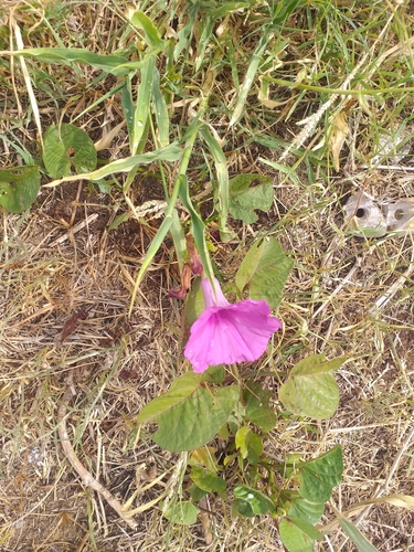 Image of Ipomoea asarifolia by (c) Breno Figueiredo, some rights reserved (CC BY)