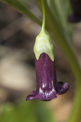 Scopolia caucasica