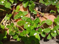 Richardia brasiliensis