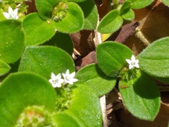 Richardia brasiliensis