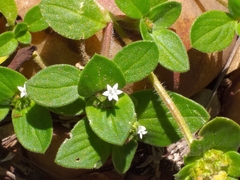 Richardia brasiliensis