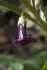 Scopolia caucasica