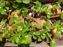 Richardia brasiliensis