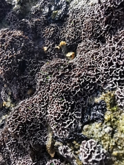 Lithophyllum byssoides