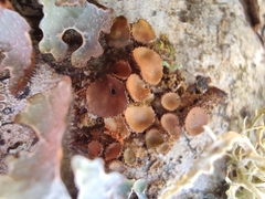 Melanohalea exasperata