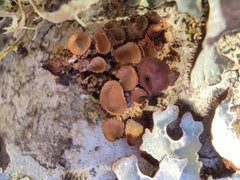 Melanohalea exasperata