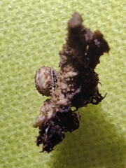 Melanohalea exasperata