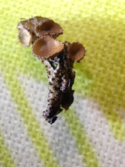 Melanohalea exasperata