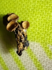 Melanohalea exasperata