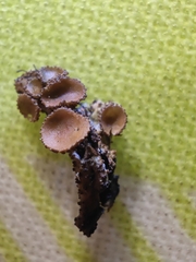 Melanohalea exasperata