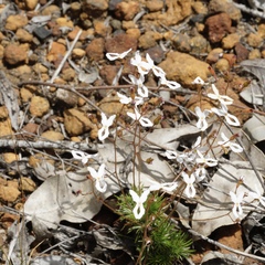 Stylidium spinulosum