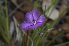 Thysanotus multiflorus
