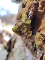 Melanohalea exasperata