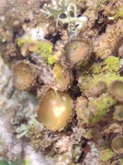 Melanohalea exasperata