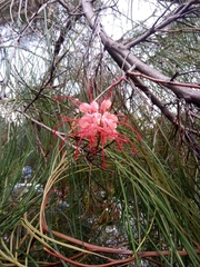 Grevillea johnsonii