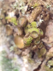 Melanohalea exasperata