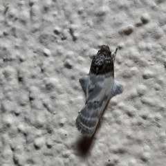 Antaeotricha radicalis