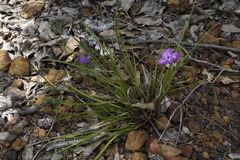 Thysanotus multiflorus