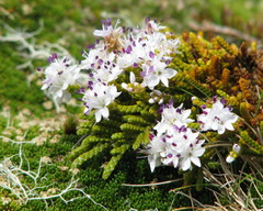 Veronica lycopodioides
