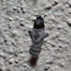 Antaeotricha radicalis