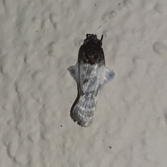 Antaeotricha radicalis