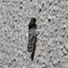 Antaeotricha radicalis