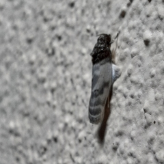 Antaeotricha radicalis