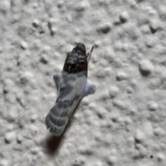 Antaeotricha radicalis