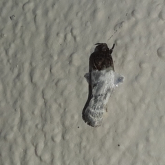 Antaeotricha radicalis