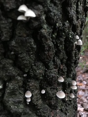 Mycena galericulata