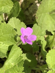 Erodium chium