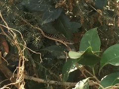 Podarcis siculus