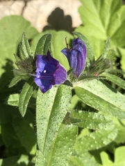 Echium creticum