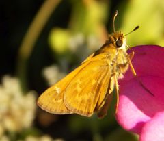 Atalopedes campestris huron