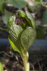 Scopolia caucasica